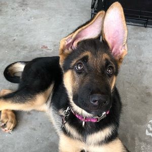 Meet your Posher, Conrad